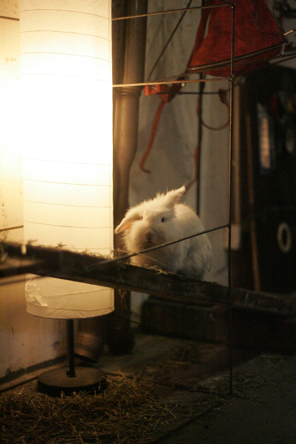 A hutch built for this wild rabbit at atelier
